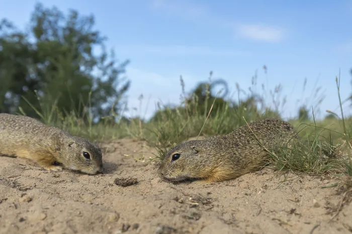 Framed Print : European ground squirrels (Spermophilus citellus)
