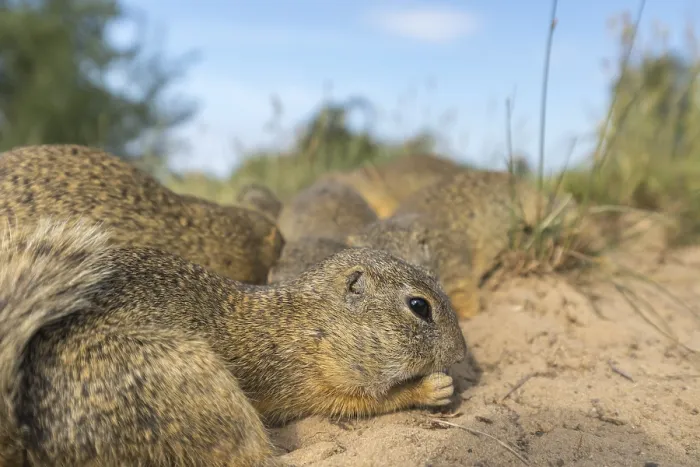 Framed Print : European ground squirrels (Spermophilus citellus)