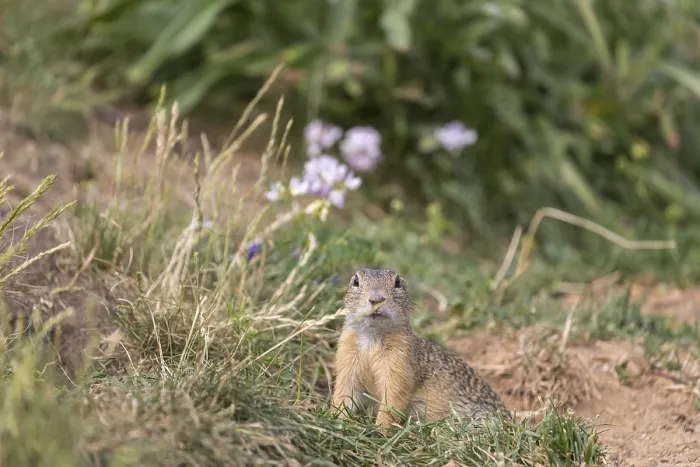 Framed Print : One European ground squirrels (Spermophilus citellus)
