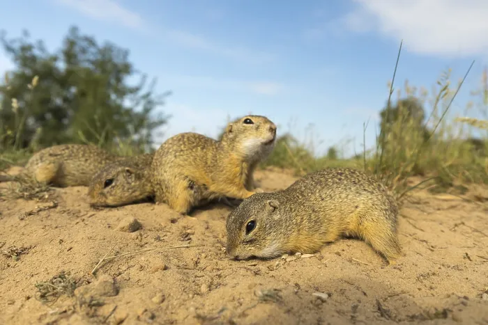 Framed Print : European ground squirrels (Spermophilus citellus) Framed Print : European ground squirrels (Spermophilus citellus)