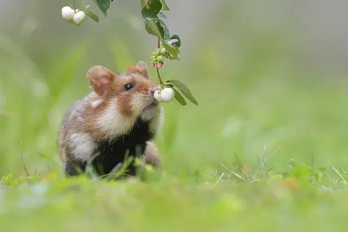 Framed Print : European hamster (Cricetus cricetus) Framed Print : European hamster (Cricetus cricetus)