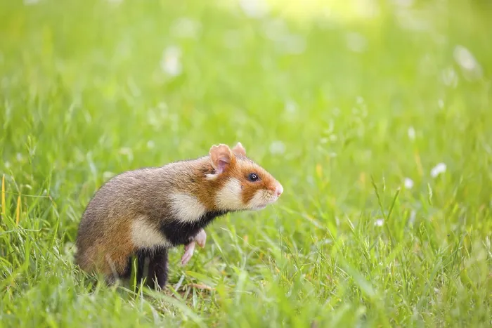 Framed Print : A European hamster (Cricetus cricetus) Framed Print : A European hamster (Cricetus cricetus)