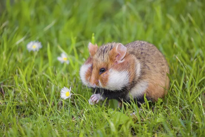 Framed Print : A European hamster (Cricetus cricetus)