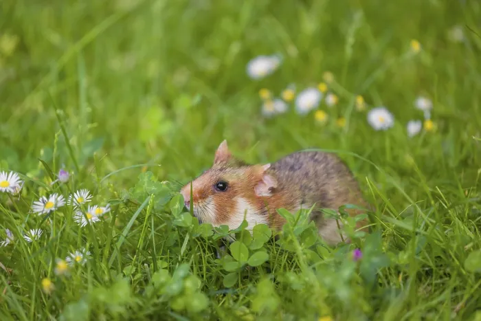 Framed Print : A European hamster (Cricetus cricetus)