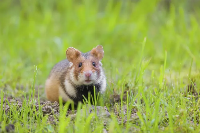 Framed Print : A European hamster (Cricetus cricetus)