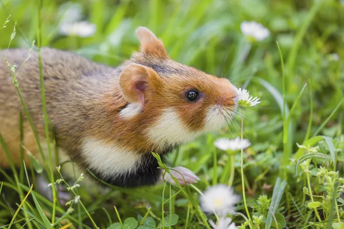 Framed Print : A European hamster (Cricetus cricetus)