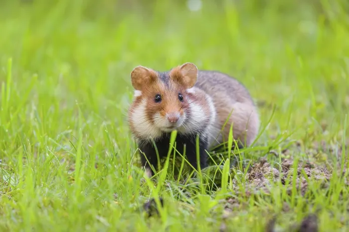Framed Print : A European hamster (Cricetus cricetus)