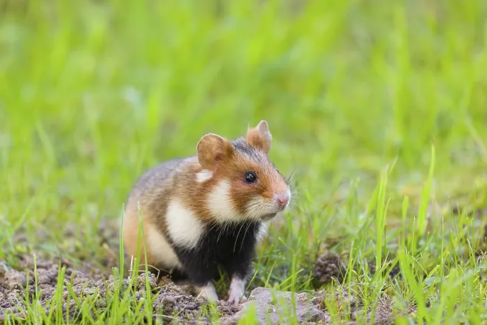 Framed Print : A European hamster (Cricetus cricetus)