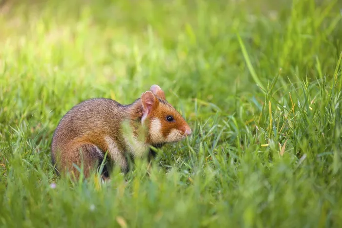 Framed Print : A European hamster (Cricetus cricetus)