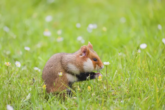 Framed Print : A European hamster (Cricetus cricetus) Framed Print : A European hamster (Cricetus cricetus)