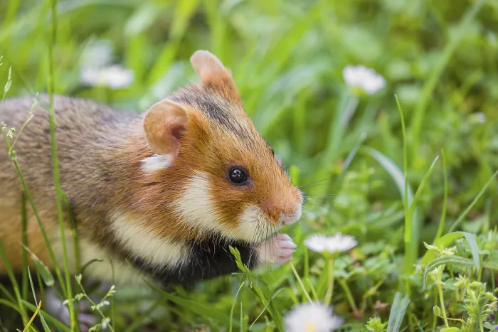 Framed Print : A European hamster (Cricetus cricetus) Framed Print : A European hamster (Cricetus cricetus)