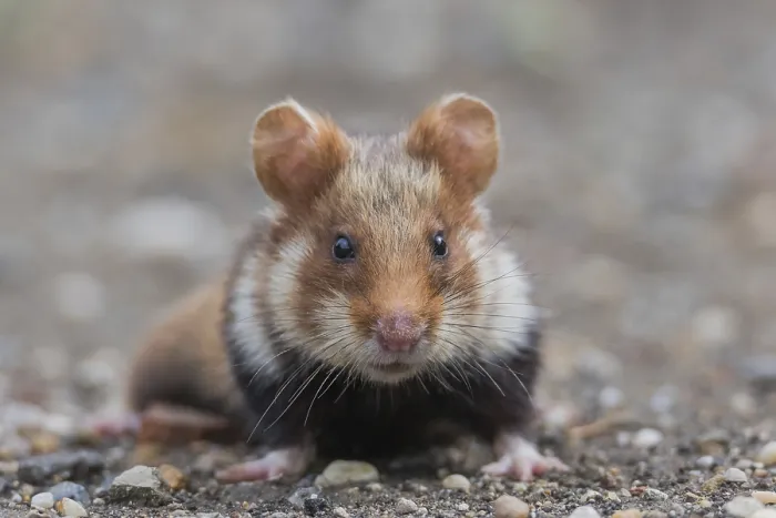 Framed Print : European hamster (Cricetus cricetus)