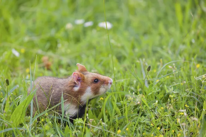 Framed Print : A European hamster (Cricetus cricetus)