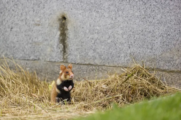 Framed Print : A European hamster (Cricetus cricetus)