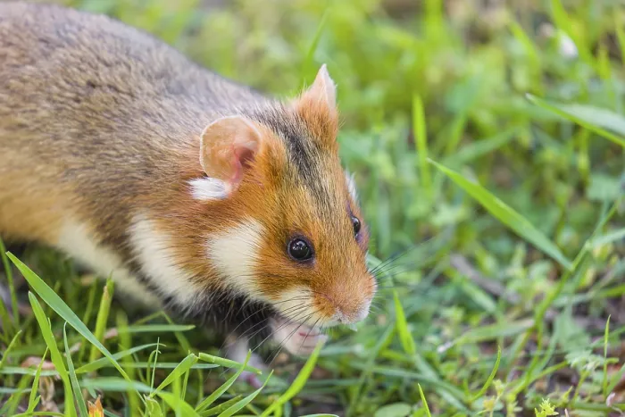 Framed Print : A European hamster (Cricetus cricetus) Framed Print : A European hamster (Cricetus cricetus)