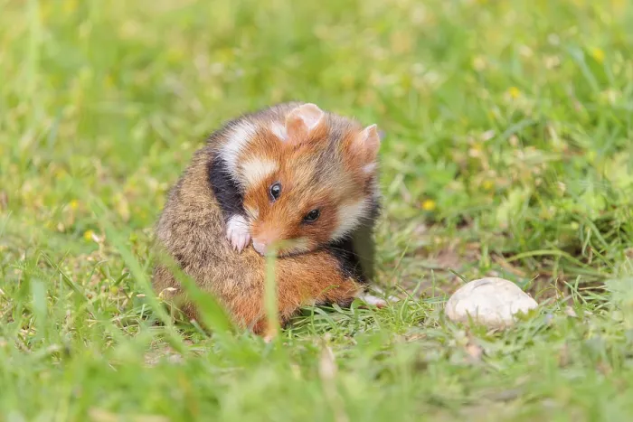 Framed Print : A European hamster (Cricetus cricetus)
