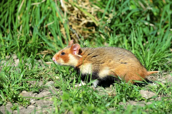 Framed Print : European hamster (Cricetus cricetus)