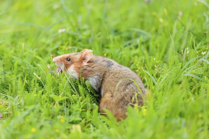 Framed Print : A European hamster (Cricetus cricetus) collects herbs Framed Print : A European hamster (Cricetus cricetus) collects herbs