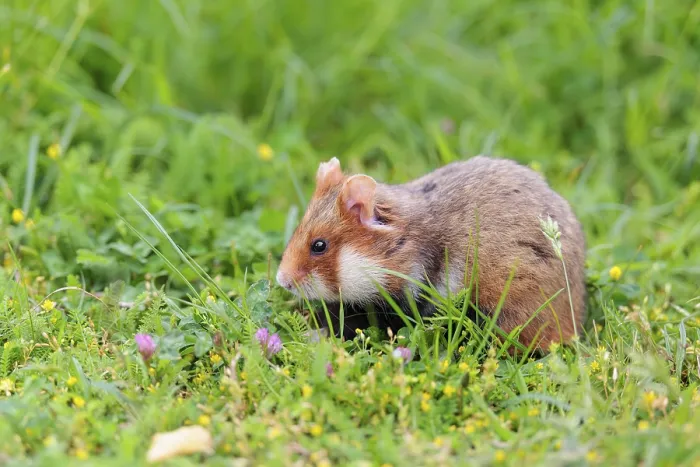 Framed Print : A European hamster (Cricetus cricetus) collects herbs Framed Print : A European hamster (Cricetus cricetus) collects herbs