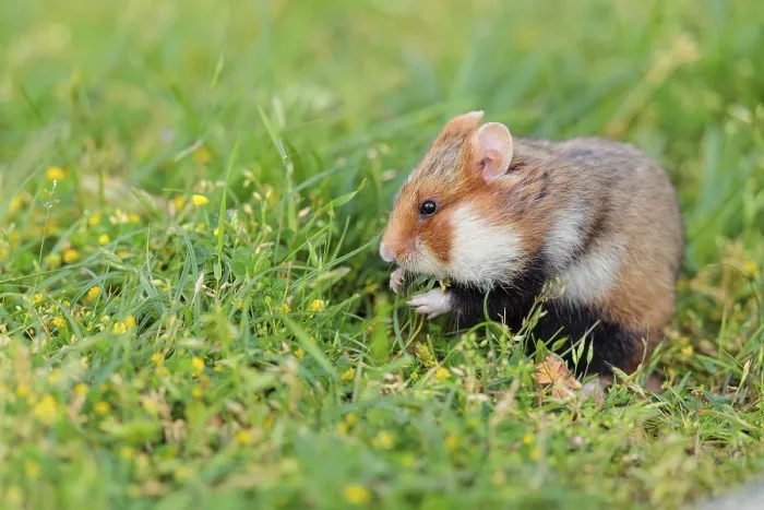 Framed Print : A European hamster (Cricetus cricetus) collects herbs