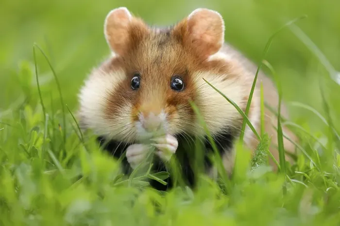 Framed Print : European hamster (Cricetus cricetus) in a meadow Framed Print : European hamster (Cricetus cricetus) in a meadow