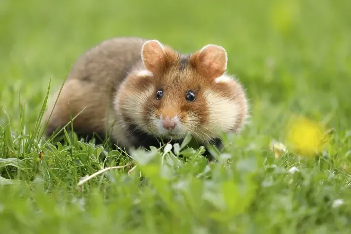 Framed Print : European hamster (Cricetus cricetus) in a meadow Framed Print : European hamster (Cricetus cricetus) in a meadow