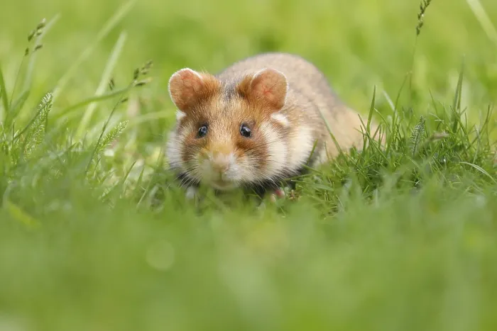Framed Print : European hamster (Cricetus cricetus) in a meadow Framed Print : European hamster (Cricetus cricetus) in a meadow