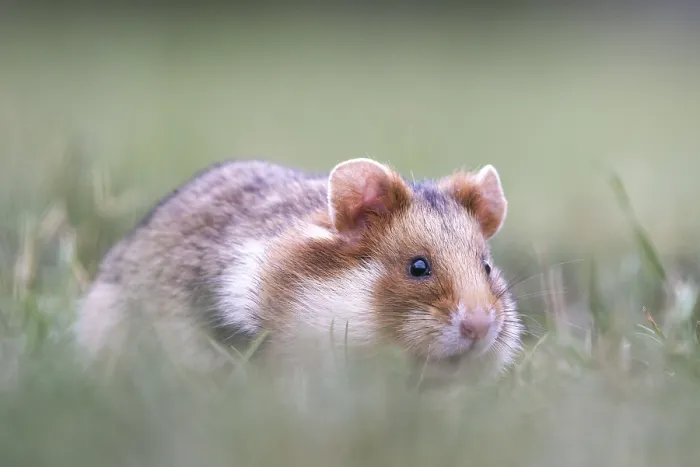 Framed Print : European hamster (Cricetus cricetus) in a meadow Framed Print : European hamster (Cricetus cricetus) in a meadow