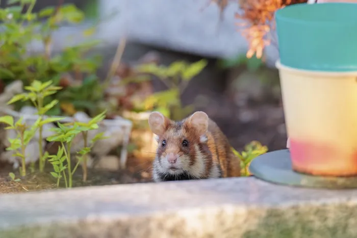 Framed Print : A European hamster (Cricetus cricetus) runs across graves in search for food