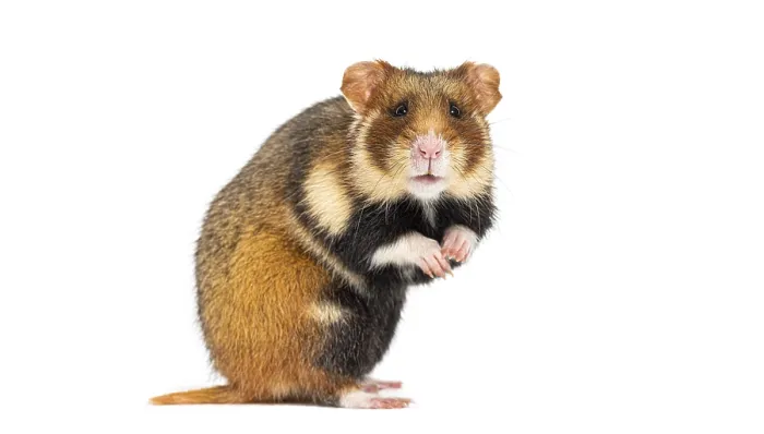 Framed Print : European hamster On its hind legs looking at the camera