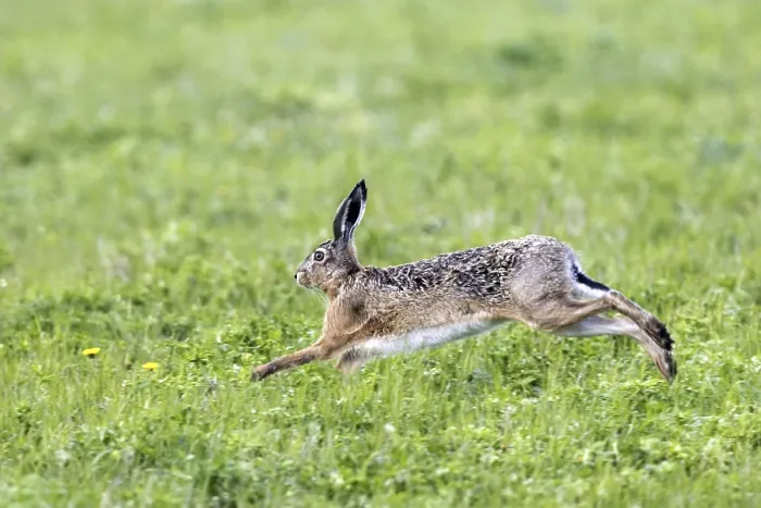 Framed Print : European hare, hare, (Lepus europaeus) Framed Print : European hare, hare, (Lepus europaeus)