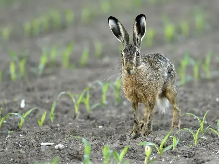Framed Print : European hare (Lepus europaeus)
