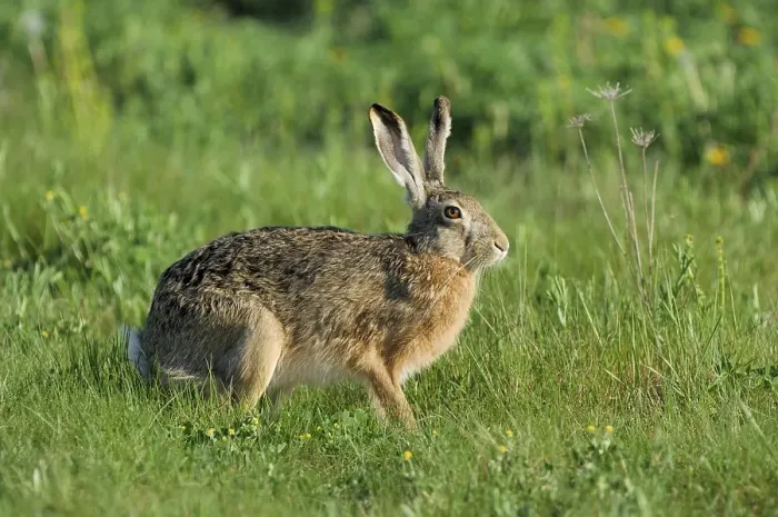 Framed Print : European hare (Lepus europaeus)
