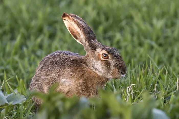 Framed Print : European Hare (Lepus europaeus)