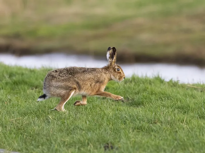Framed Print : European Hare (Lepus europaeus) Framed Print : European Hare (Lepus europaeus)