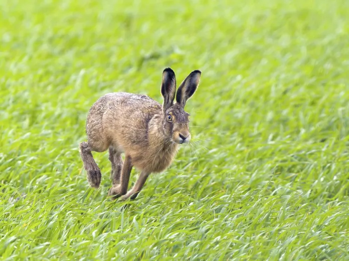 Framed Print : European hare (Lepus europaeus) Framed Print : European hare (Lepus europaeus)