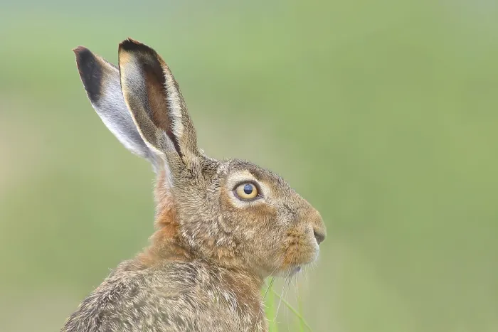 Framed Print : European hare (Lepus europaeus)
