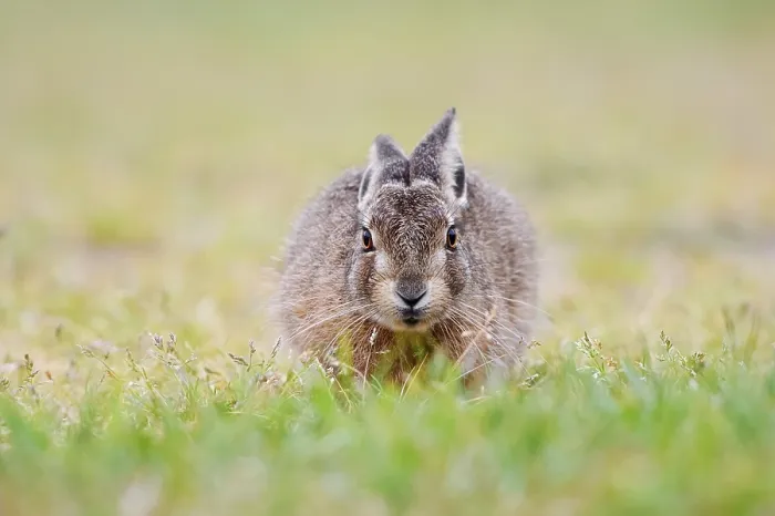Framed Print : European hare (Lepus europaeus) Framed Print : European hare (Lepus europaeus)