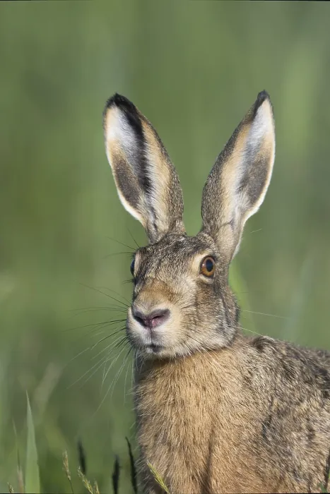 Framed Print : European hare (Lepus europaeus) Framed Print : European hare (Lepus europaeus)