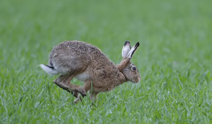 Framed Print : European hare (Lepus europaeus)