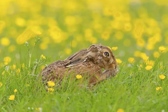 Framed Print : European Hare (Lepus europaeus) adult