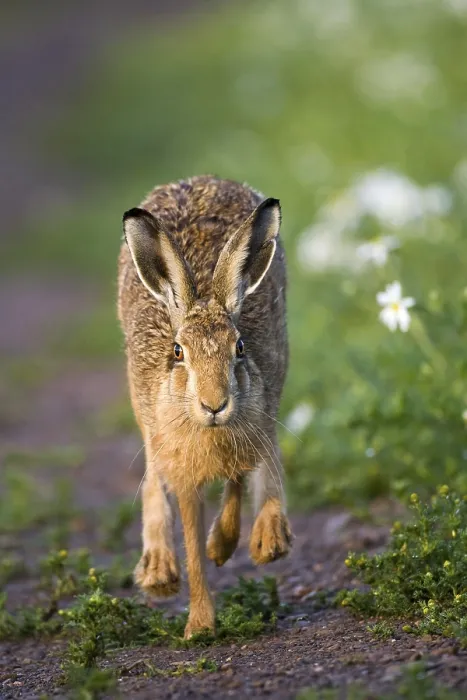 Framed Print : European Hare (Lepus europaeus) adult