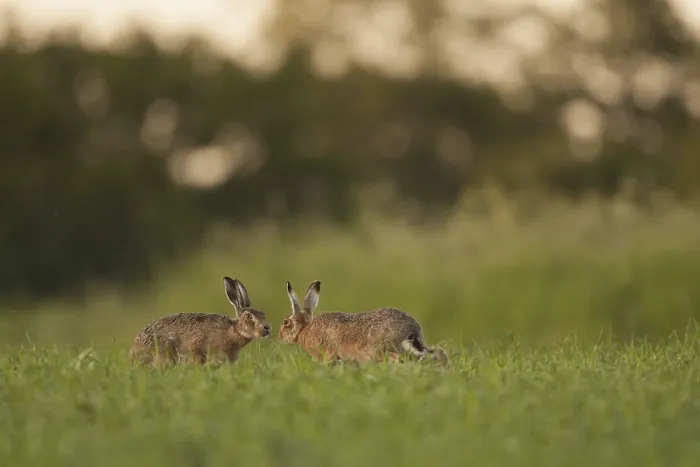 Framed Print : European Hare (Lepus europaeus) adult pair