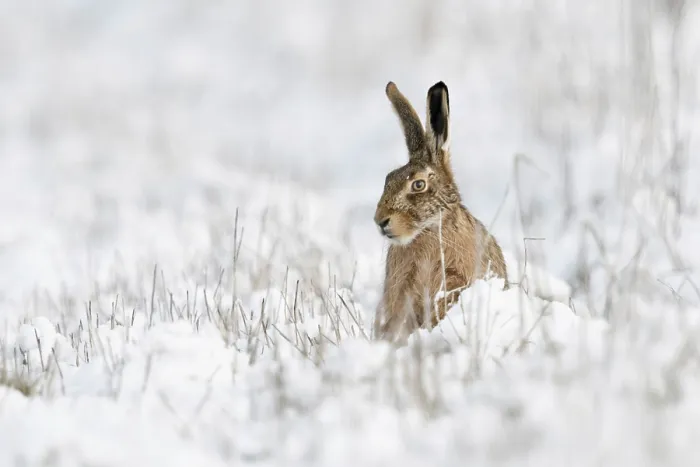 Framed Print : European Hare (Lepus europaeus) adult in snowy meadow