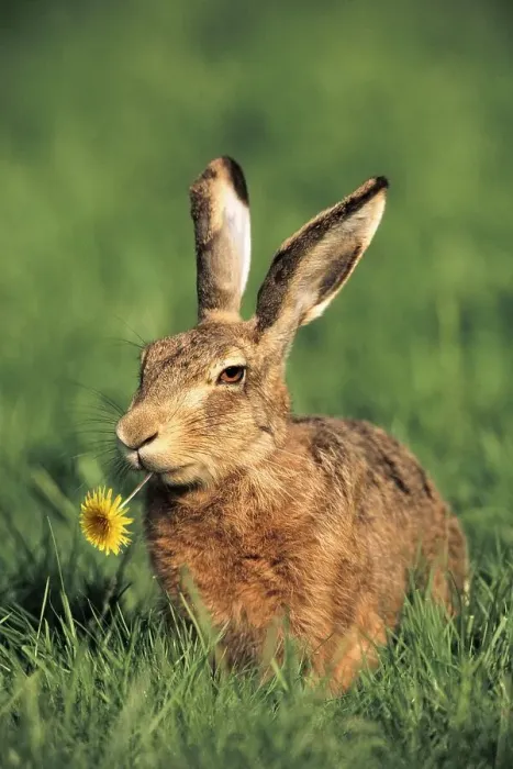 Framed Print : European hare (Lepus europaeus) with dandelion flower