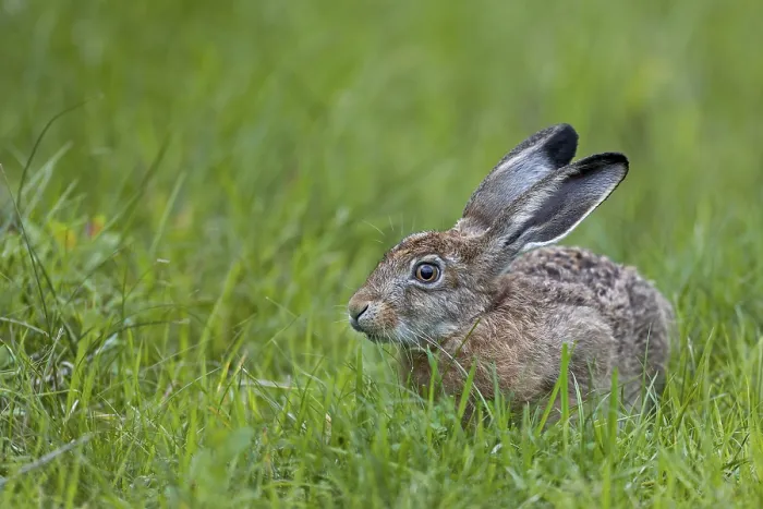 Framed Print : European hare (Lepus europaeus) in its first year of life