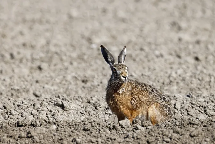 Framed Print : European hare (Lepus europaeus) on a freshly ploughed