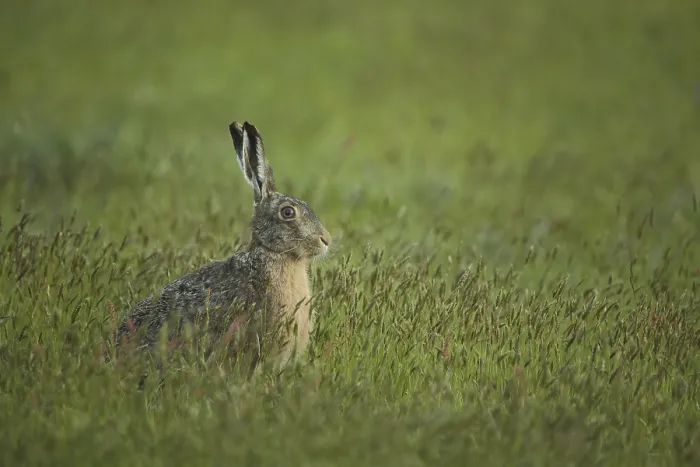 Framed Print : European hare (Lepus europaeus) in grass meadow