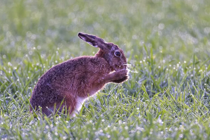 Framed Print : European hare (Lepus europaeus) with icebeard on a hoarfrost-covered meadow