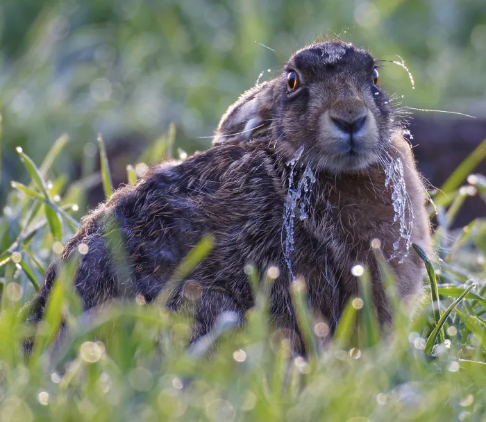 Framed Print : European hare (Lepus europaeus) with icebeard in a meadow Framed Print : European hare (Lepus europaeus) with icebeard in a meadow